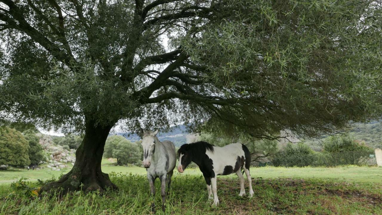 Les Figuiers Διαμέρισμα Porto Pollo Εξωτερικό φωτογραφία